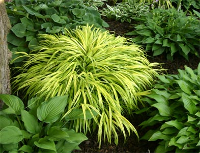 Hakonechloa macra performs well in shade.