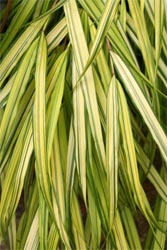 Variegated leaves of the cultivar 'Aureola'.