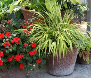 Hakone grass grows well in containers.