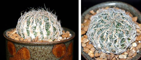 Haworthia arachnoidea