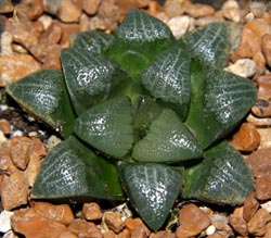 Haworthia bayeri