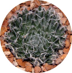 Haworthia bolusii