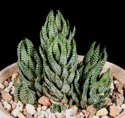 Haworthia coarctata var. adelaidensis