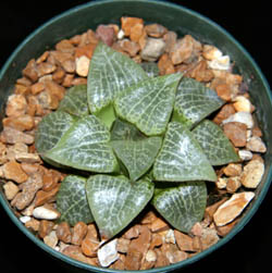 Haworthia emelyae var. comptoniana