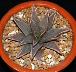 Haworthia koelmaniorum