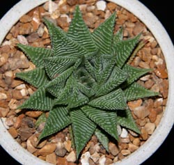 Haworthia limifolia var. striata