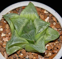 Haworthia retusa