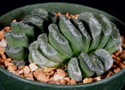 Haworthia truncata