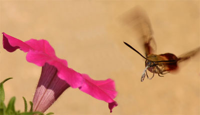 A hummingbird clearwing approaching a petunia flower.
