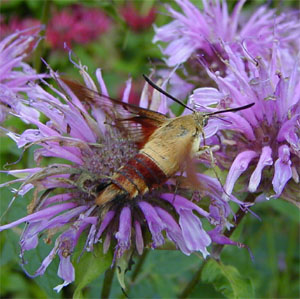 A hummingbird clearwing feeding on Monarda flowers.