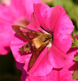 Hummingbird clearwing feeding on rose wave petunia.