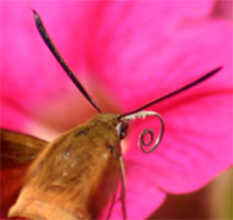 Hummingbird moth mouthparts are coiled up when not in use.