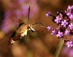 A hummingbird clearwing feeding on Verbena bonariensis.