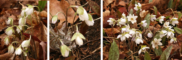 Hepatica beginning to bloom in early spring, from closed buds (L) to open flowers (R).