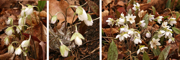 Hepatica începe să înflorească la începutul primăverii, de la muguri închise (L) la flori deschise (R).