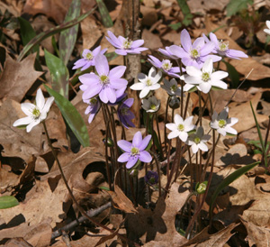 Hepatica che fiorisce in primavera.