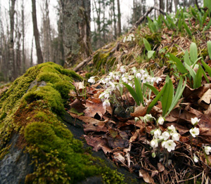 Hepatica blommar i en central Wisconsin skogsmark (med blad av Allium tricoccum).