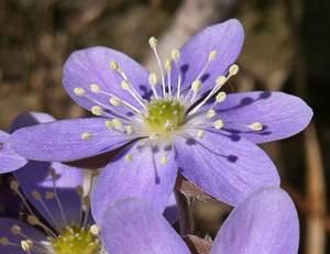Numerous central stamens are surrounded by the colored sepals.