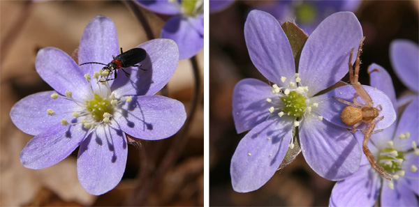 Hepatica-Blüten werden von vielen verschiedenen Bestäubern und anderen Insekten besucht.