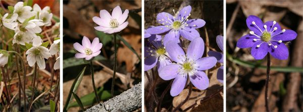 Hepatica flowers come in a range of colors from white (L), pink (LC), lavender (RC), and purple (R).
