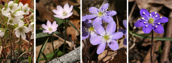 Hepatica blomster kommer i en rekke farger fra hvit (L), rosa (lc), lavendel (RC), og lilla (R).Hepatica blomster kommer i en rekke farger fra hvit (L), rosa (lc), lavendel (RC) og lilla (R).