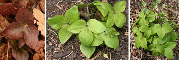 de tidigare åren lämnar (L) och nya blad (C och R) av skarpbladig hepatica.