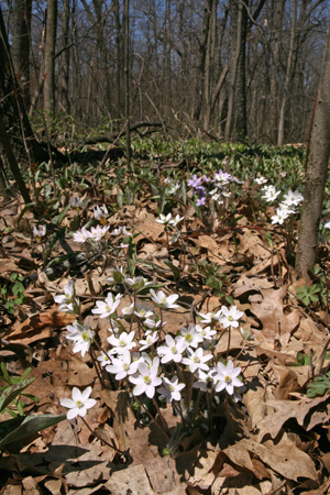 Hepatica virágzó egy Wisconsin erdőben.