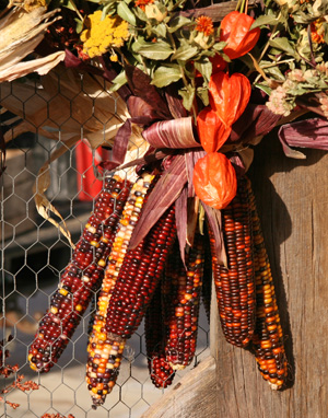 Many types of dried corn are used as decorations in the fall.