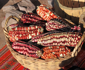 Local dent corn at a market in Argentina.
