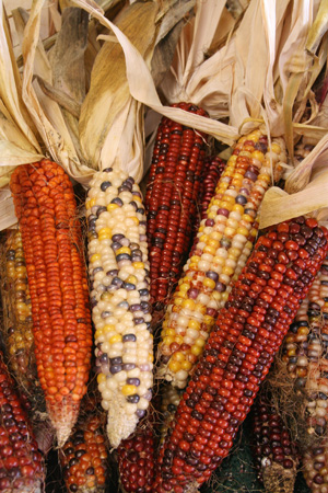 Rainbow Mini Ornamental Corn (Not Treated)