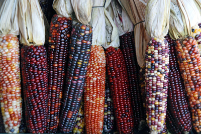 Indian or flint corn with colorful kernels.
