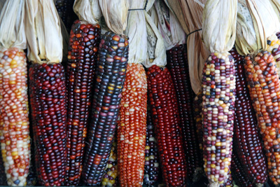 Indian Rainbow Corn