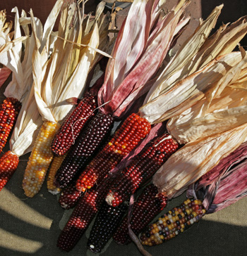 Decorative corn with small ears.