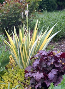 Iris pallida 'Aurea-variegata' in bud