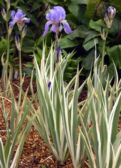 Iris pallida 'Argentea Variegata' at RHS Garden Wisley in England