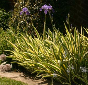 Iris pallida at Chartwell in England.