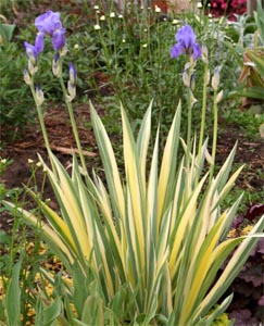 Iris pallida blooming.