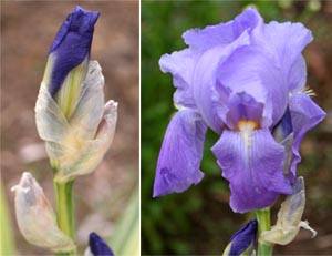 Iris pallida flowers.