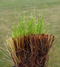 A trimmed fiber optic grass plant shows new growth