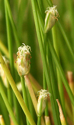 The small terminal flower heads of fiber optic grass