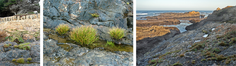 Native Isolepis cernua growing on the rocky coastline near Mendocino, CA