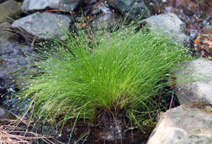 Fiber optic grass, Isolepis cernua