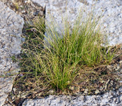 Young self-seeded fiber optic grass plants