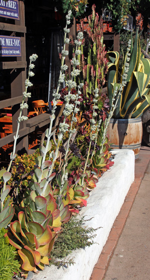 Flapjacks flowering in Southern California.