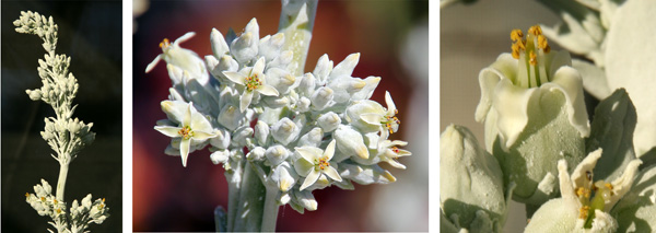Inflorescence of Kalanchoe luciae (L), close-up of the panicle of flowers (C), and an individual flower showing the lanceolate white petals and yellow stamens (R).