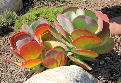 Flapjacks, Kalanchoe luciae, planted in the ground in a Midwestern garden.