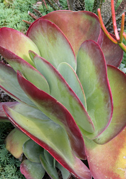 The flattened leaves appear stacked up.