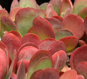 The paddle-shaped leaves of Kalanchoe luciae are edged with red or pink.