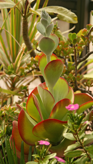 Kalanchoe luciae starting to bolt.