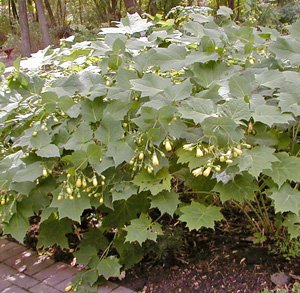 Yellow wax bells is a late-blooming shade perennial.